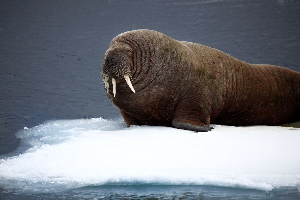 Big Walrus Bull