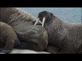 Farting Walrus