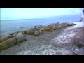 Filming Walrus