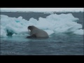 Hunting Walrus