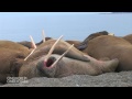 Lazy Walrus Colony