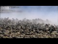 oso_polar_en_colonia_de_morsas_video