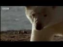 Polar Bear Vs. Walrus