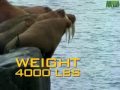 Confrontation between two large mammals