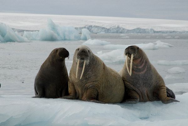 Three Walruses in the Arctic Landscape