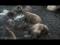 Walrus Island