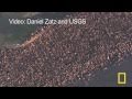 multitud_de_morsas_video
