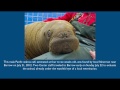 bienvenida_cria_morsa_video