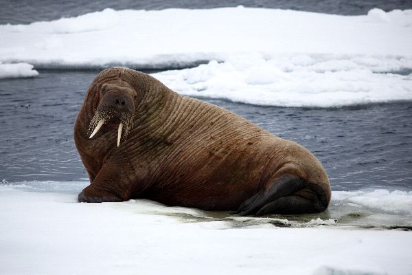 Walrus Resting on Ice
