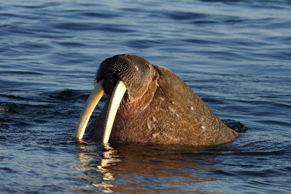 Walrus Swimming