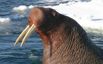 Walrus Anatomy