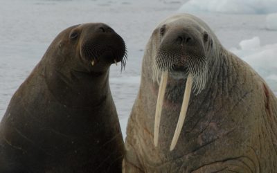 Walrus Communication