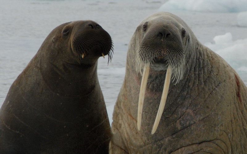 Walrus Communication