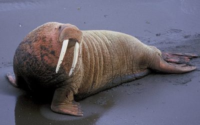 Walrus Evolution