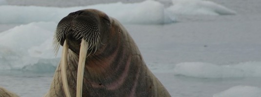 Facts about Walruses