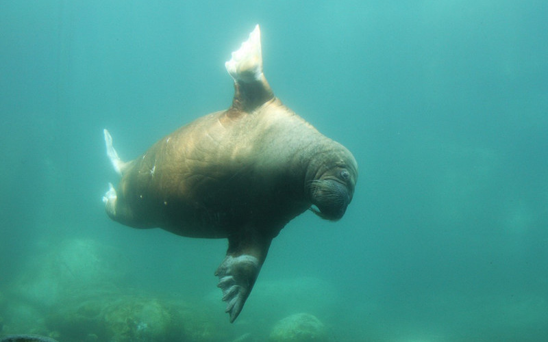Walrus Feeding