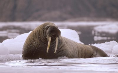 Walruses and Global Warming
