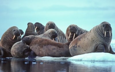 Walrus Social Structure
