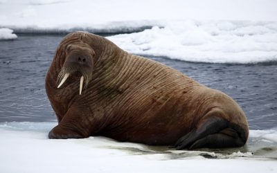 Walrus Habitat