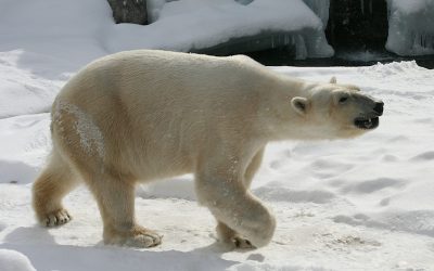 Walrus Predators