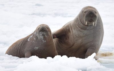 Walrus Reproduction