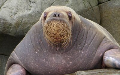 Walrus Research
