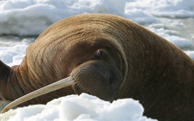 Walrus Endangered