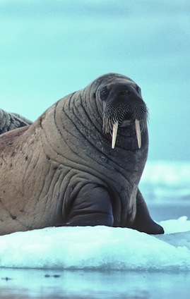 Walrus