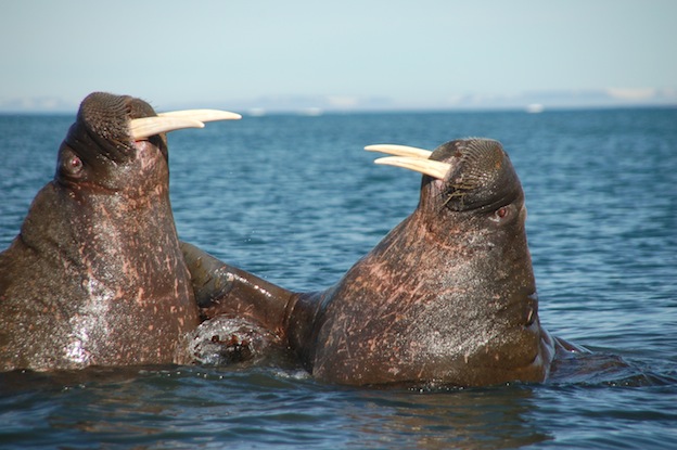 Walrus Fighting